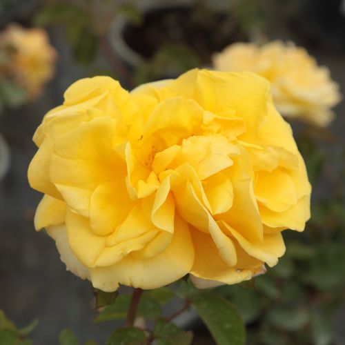 Mieszanina kolorów żółtych - Róże pienne - z kwiatami hybrydowo herbacianymi - korona równomiernie ukształtowana